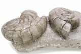 Two Fossil Nautilus (Aturia) In Limestone - Boujdour, Morocco #232738-2